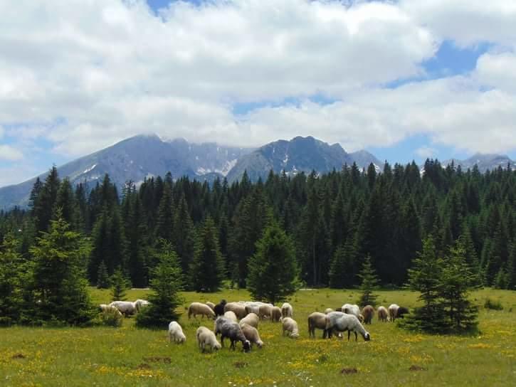 Holiday Home Jabucilo Žabljak エクステリア 写真